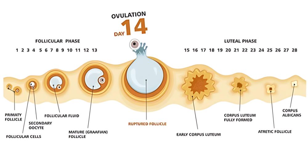 Ovulation Induction